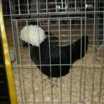 Reserve Champion Large Fowl
WCB Polish Hen
By Joel Henning